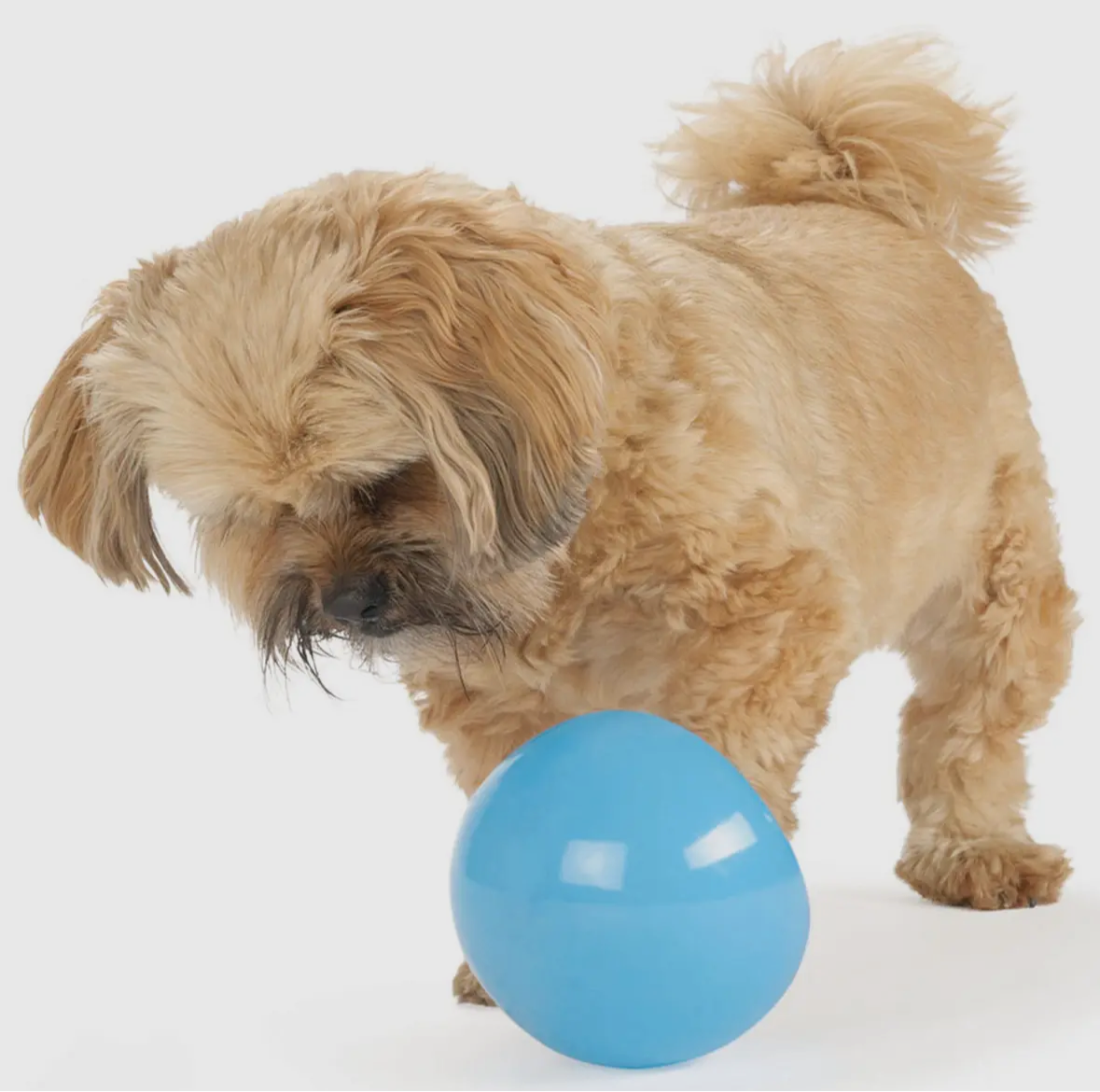 Orbee-Tuff Snoop Treat Dispenser