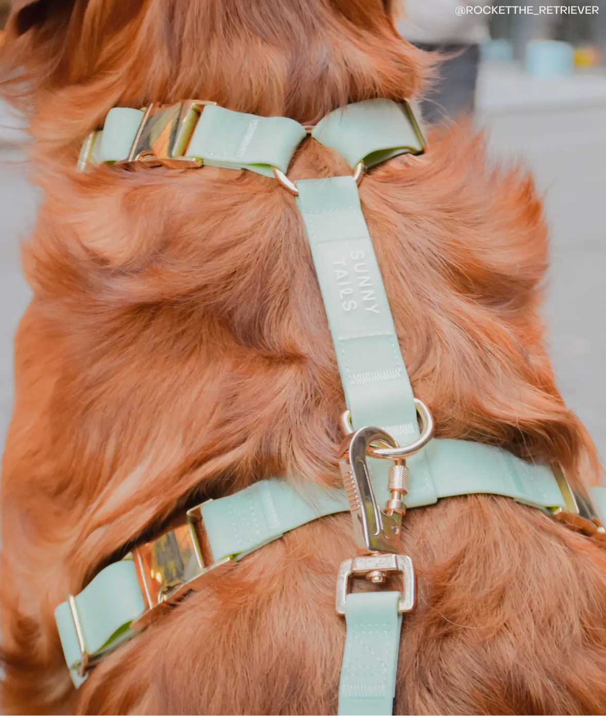 COMING SOON // Pistachio Green Cloud Light Dog Harness