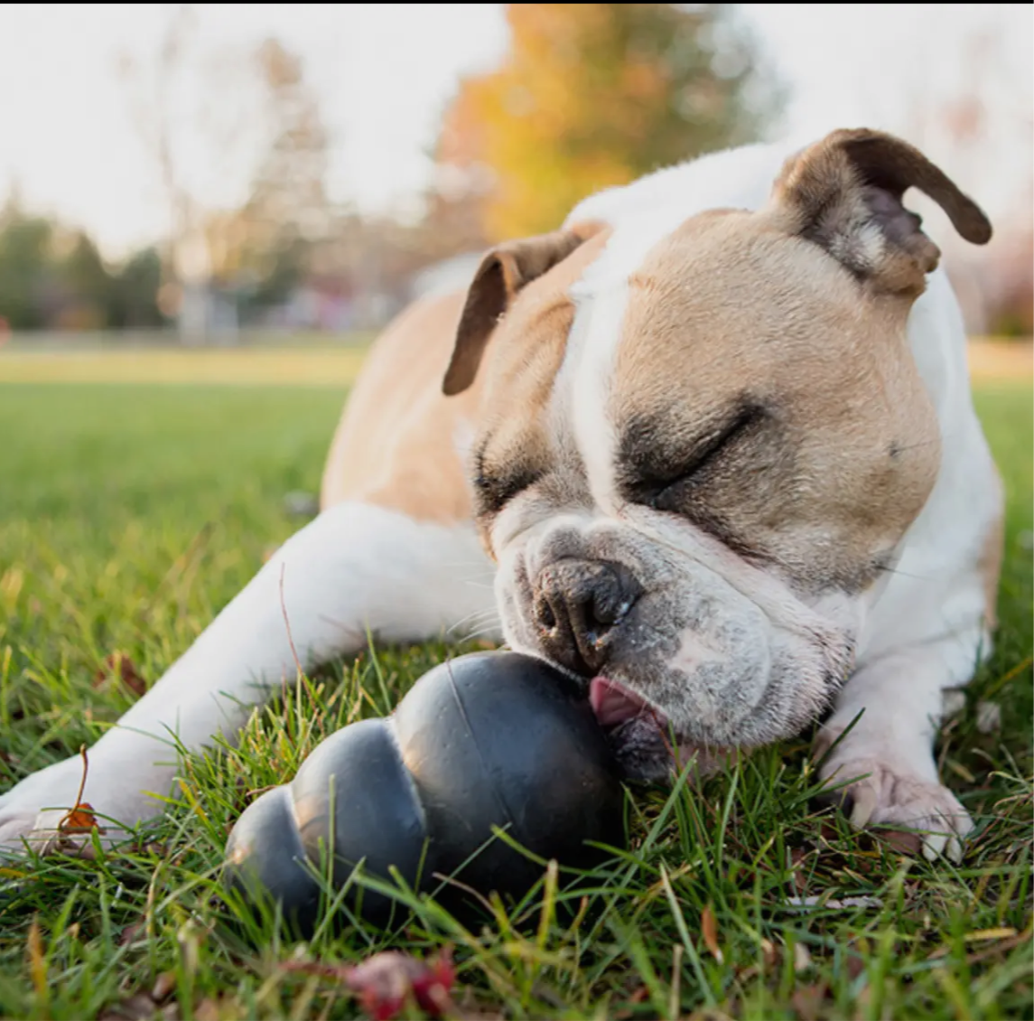 Kong EXTREME Dog Chew