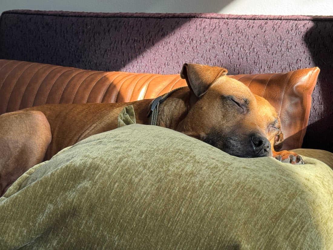 Learning to Go Slow — Helping Your Anxious Dog One Step at a Time