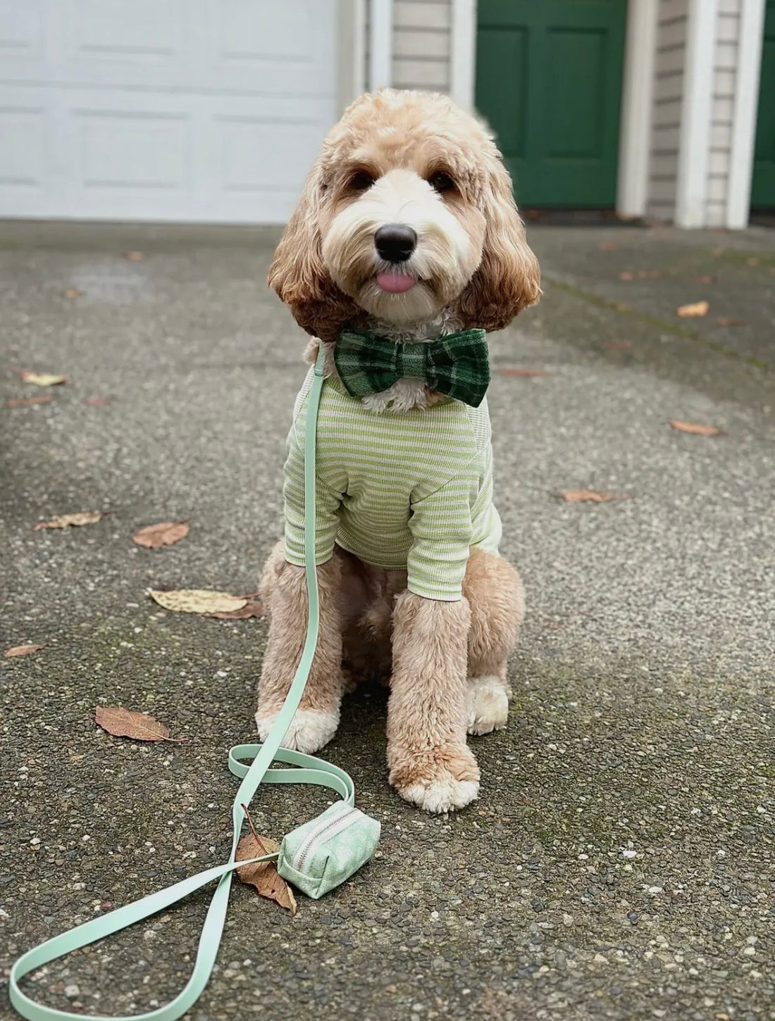 Understanding Doodle Needs: Breed-Specific Enrichment & Behavior Tips for Labradoodles, Goldendoodles, and Bernedoodles