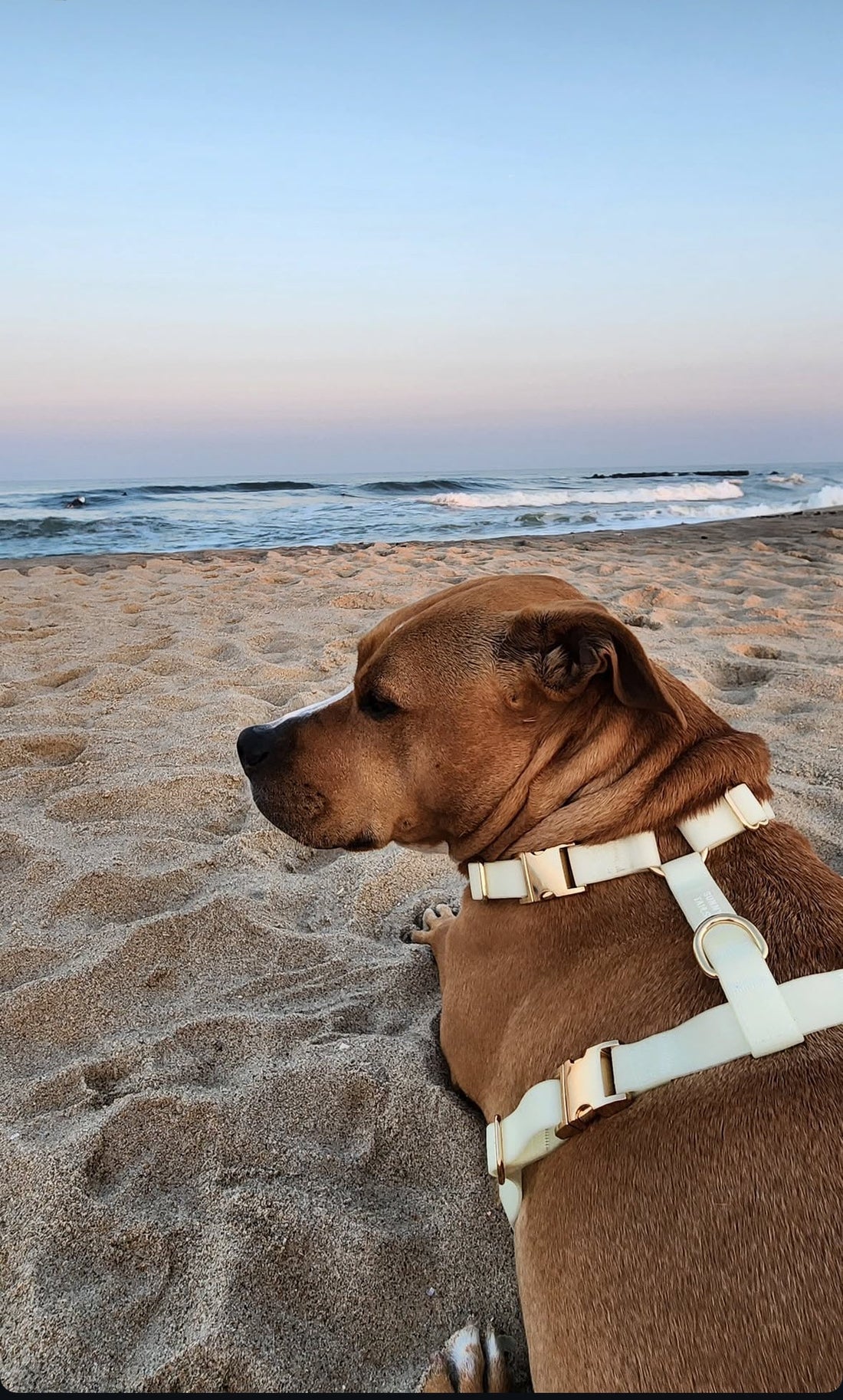 🐾 Helping Adopted Dogs Thrive: Why Enrichment Is the Key to a Smooth Transition