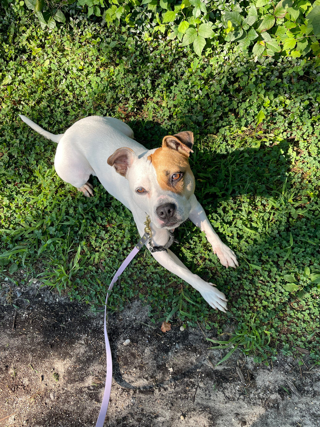How to Best Meet a Bully Breed’s Needs — Physically, Mentally & Emotionally
