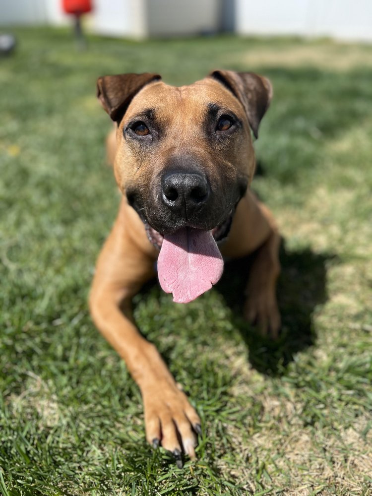 Why Enrichment Matters: Unlocking a Happier, Healthier Dog