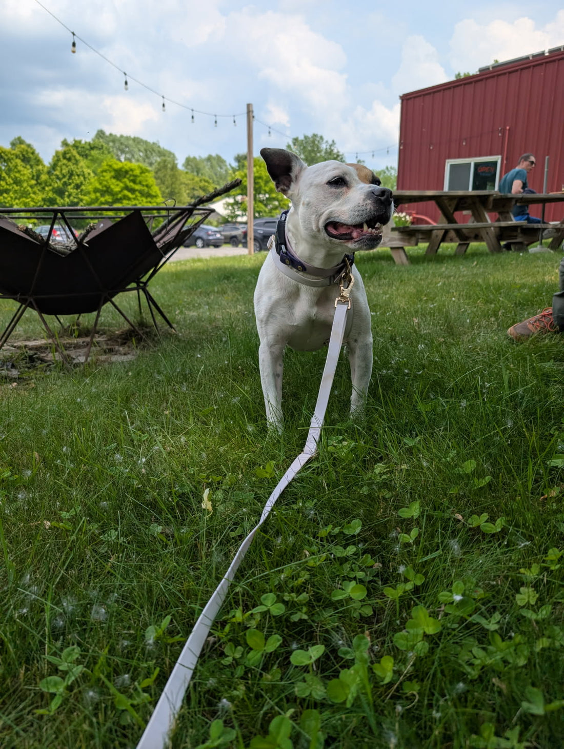 The Real Reason Your Dog Acts Out — & Realistic Tips To Fix It