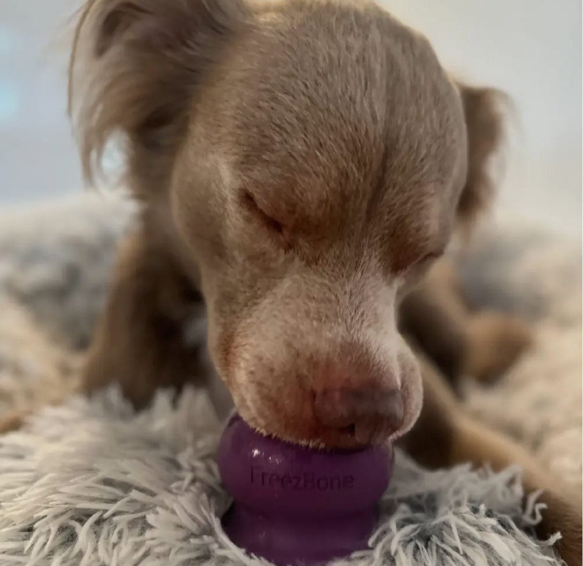 Freezball Fillable Chew - All Natural Rubber