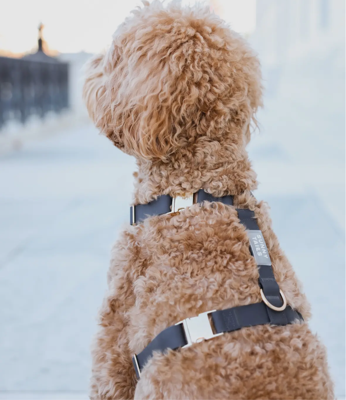 Ember Cloud Lite Harness