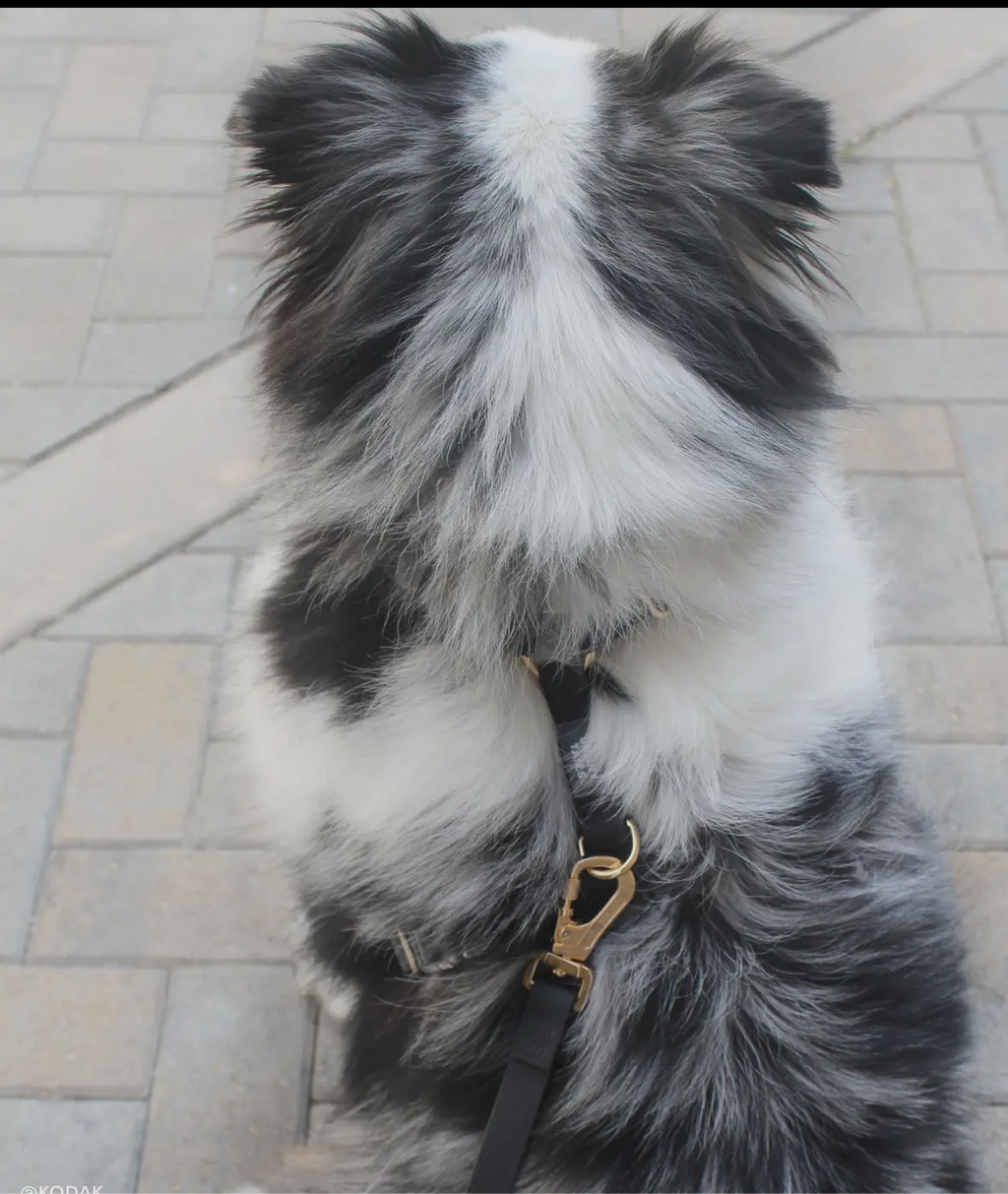Ember Cloud Lite Harness