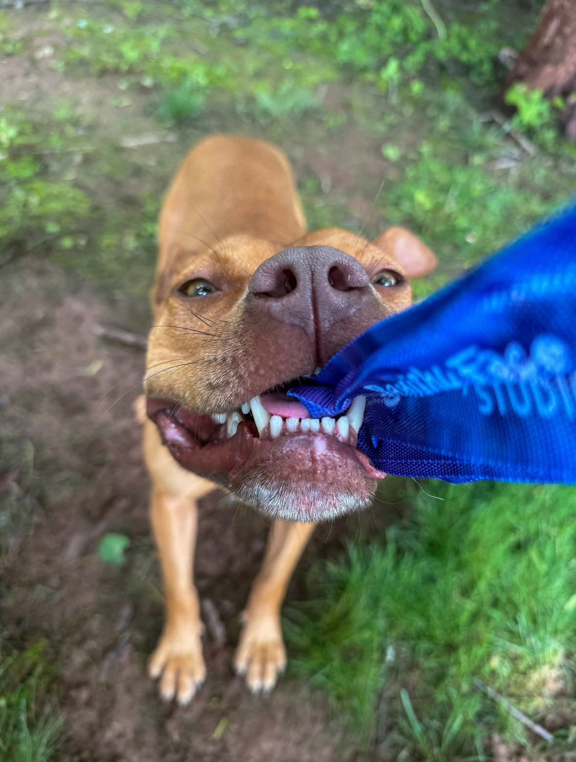 Super Tug Dog Toy