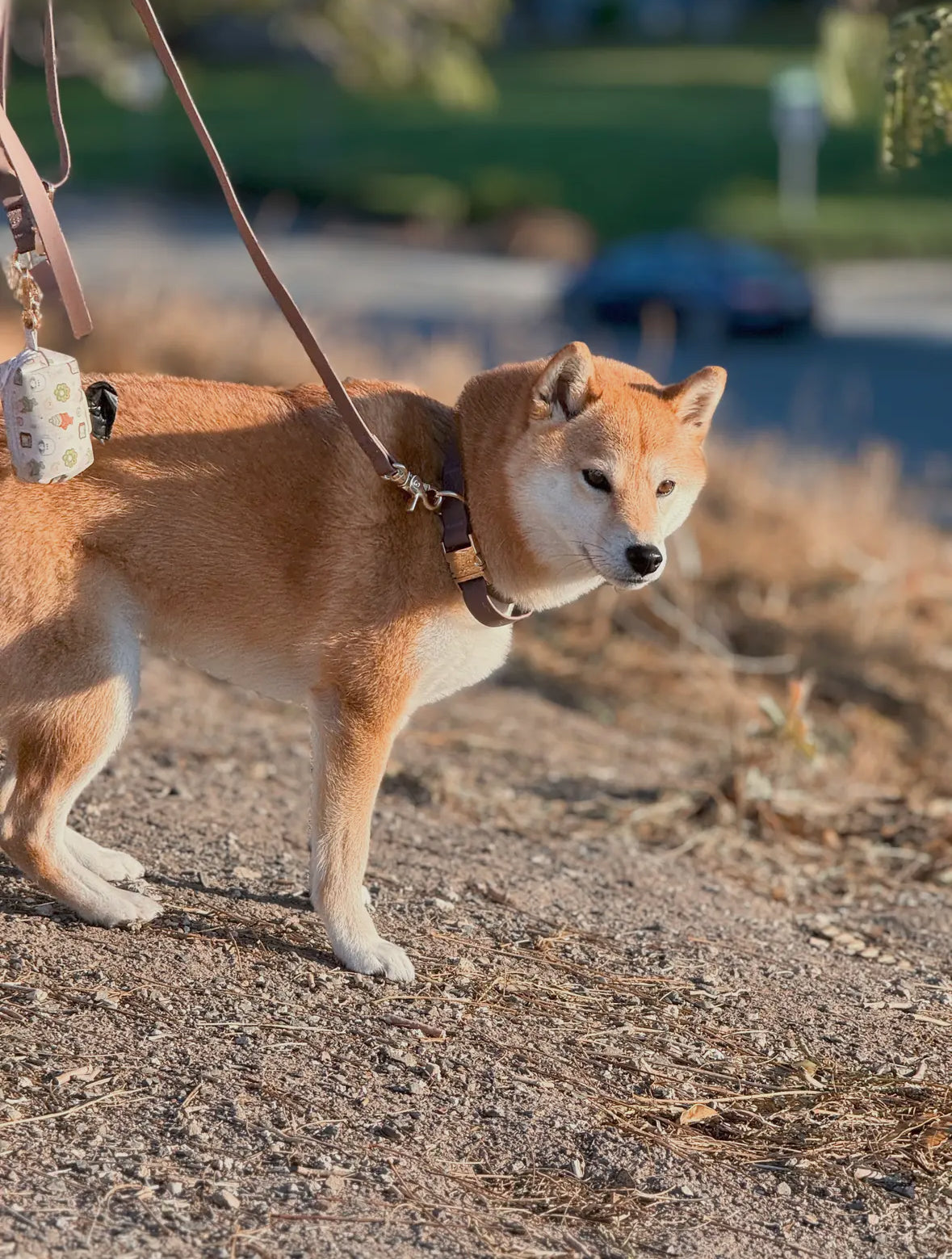 Espresso Waterproof Dog Collar